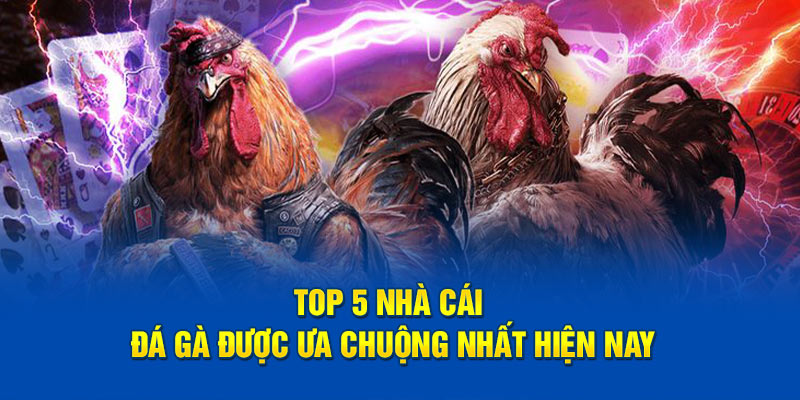 Top 5 nhà cái đá gà cực hot tại nhà cái uy tín